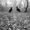 bostonrott